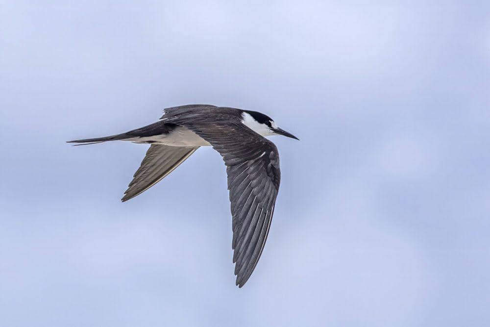 Sooty tern (commons.m.wikimedia.org/Charles J. Sharp)