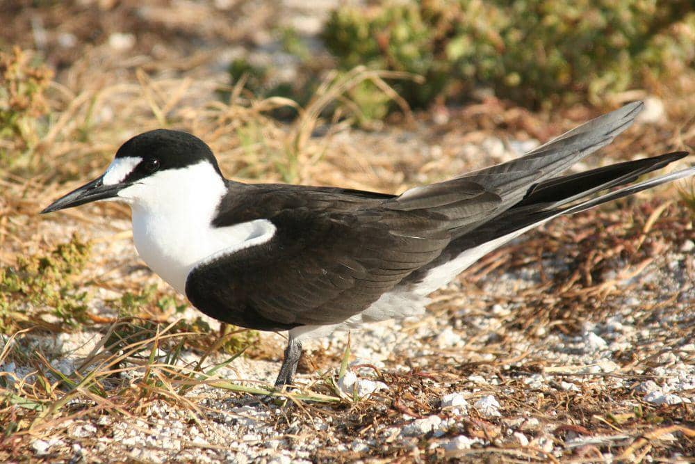 Sooty tern (commons.m.wikimedia.org/Duncan Wright, USFWS)