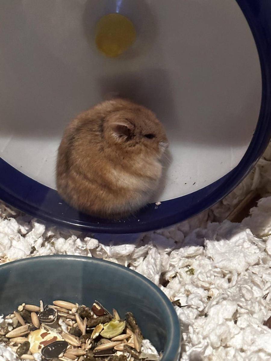 foto gemas hamster lagi duduk (reddit.com/user/keepyoursocksonn)