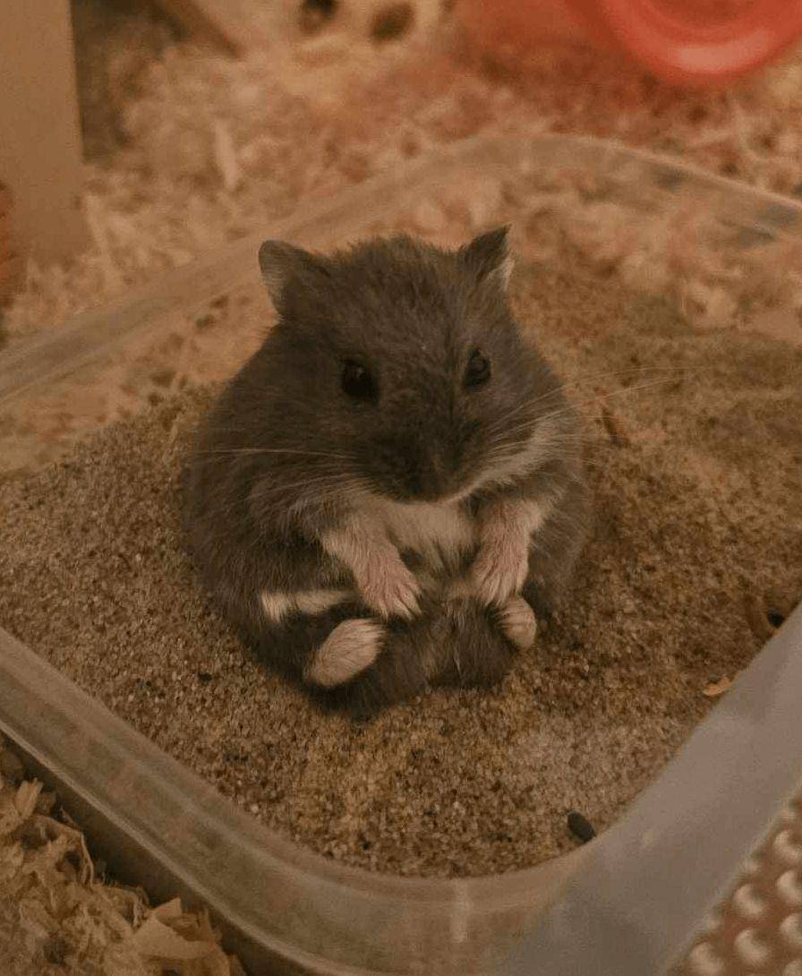 foto gemas hamster lagi duduk (reddit.com/user/DomingoFlamingo69)