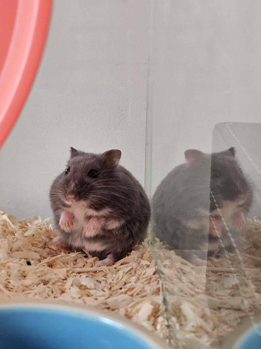 foto gemas hamster lagi duduk (reddit.com/user/DomingoFlamingo69)