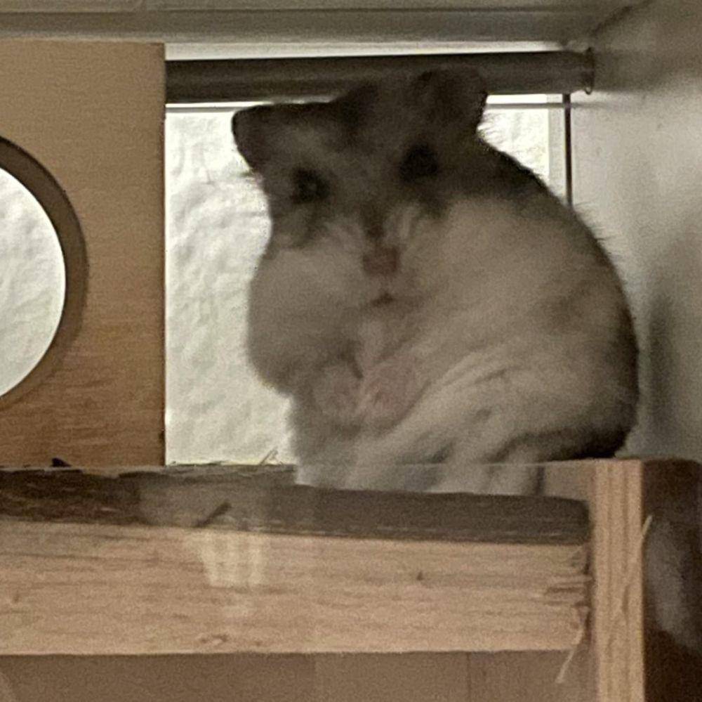 foto gemas hamster lagi duduk (reddit.com/user/fylishrimp)