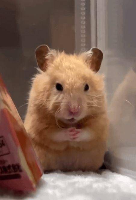 foto gemas hamster lagi duduk (reddit.com/user/Snoo_50786)