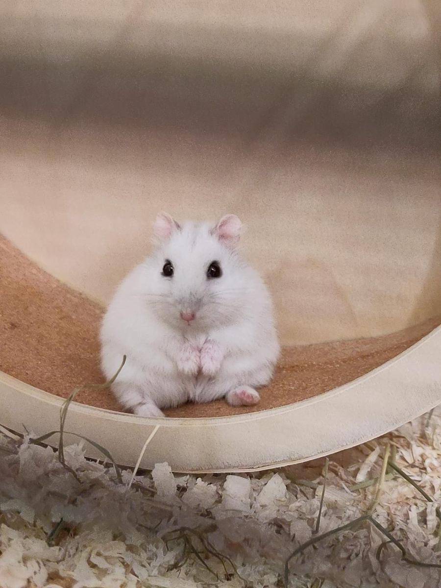 foto gemas hamster lagi duduk (reddit.com/user/Tenai1607)