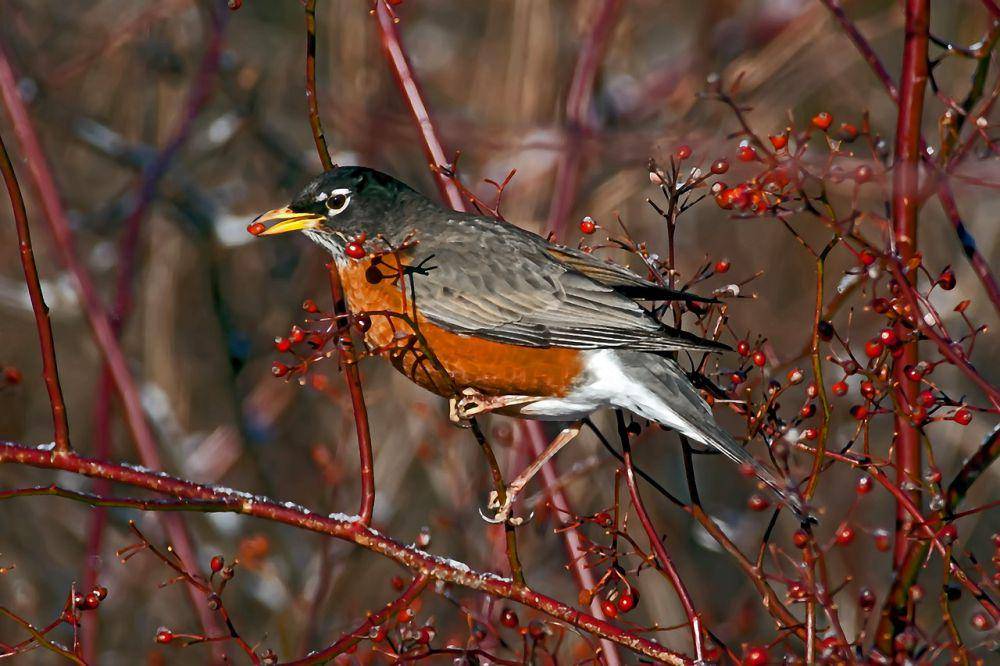 Robin Amerika (pixabay.com/Hans Toom)