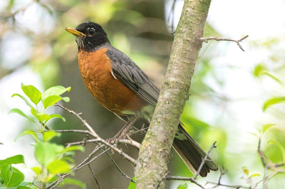 Robin Amerika (pixabay.com/Jack Bulmer)