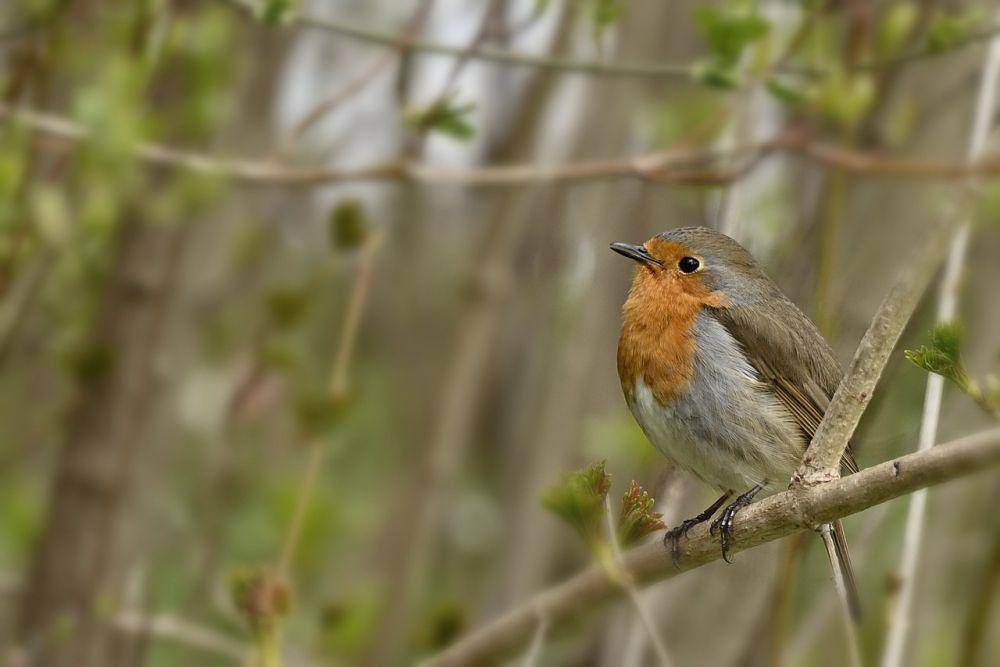 Robin Amerika (pixabay.com/Jurgen)