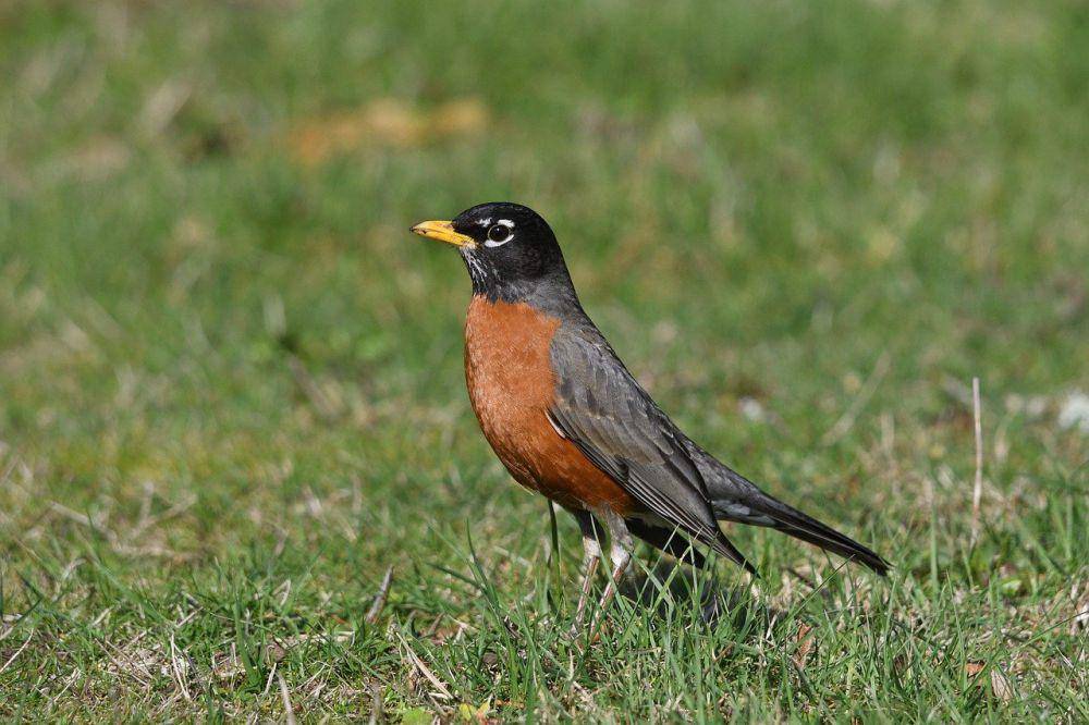 Robin Amerika (pixabay.com/Veronika Andrews)