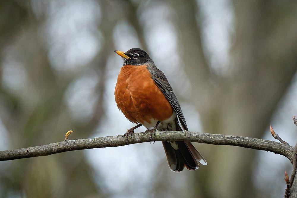 Robin Amerika (pixabay.com/Howard Walsh)
