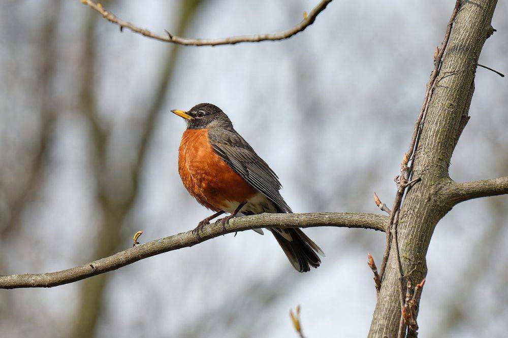 Robin Amerika (pixabay.com/Howard Walsh)