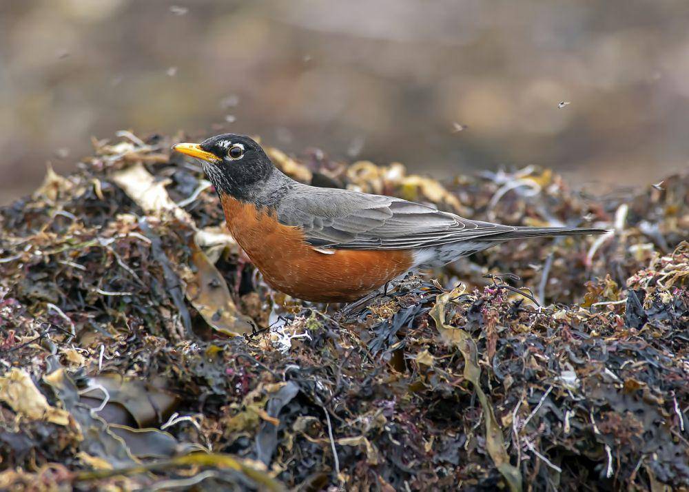 Robin Amerika (pixabay.com/Hans Toom)