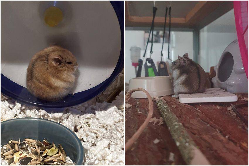 kolase foto gemas hamster lagi duduk (reddit.com/user/keepyoursocksonn | reddit.com/user/Stephy-oneill)