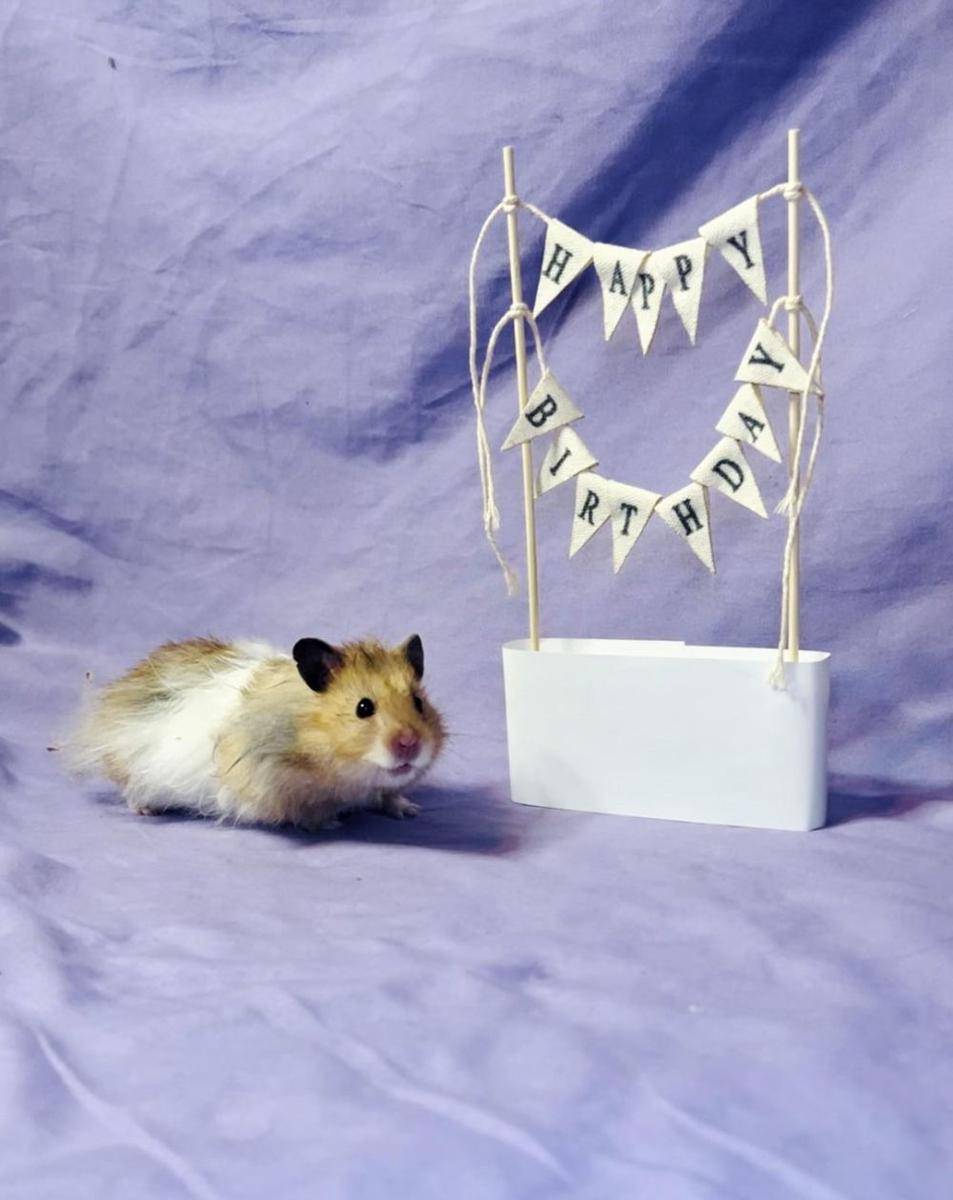 potret gemas hamster merayakan ulang tahun (reddit.com/user/kellyxcat)