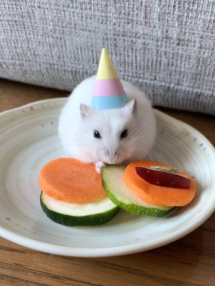 potret gemas hamster merayakan ulang tahun (reddit.com/user/Minhea80)