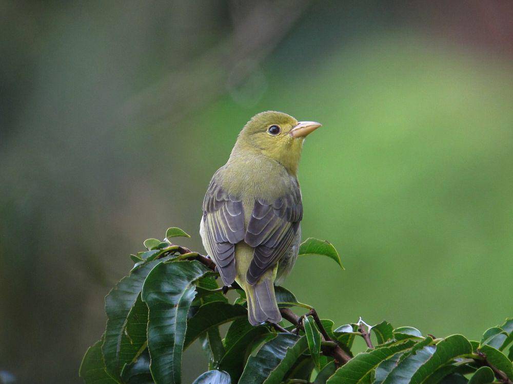 Scarlet tanager (commons.m.wikimedia.org/Felix Uribe)