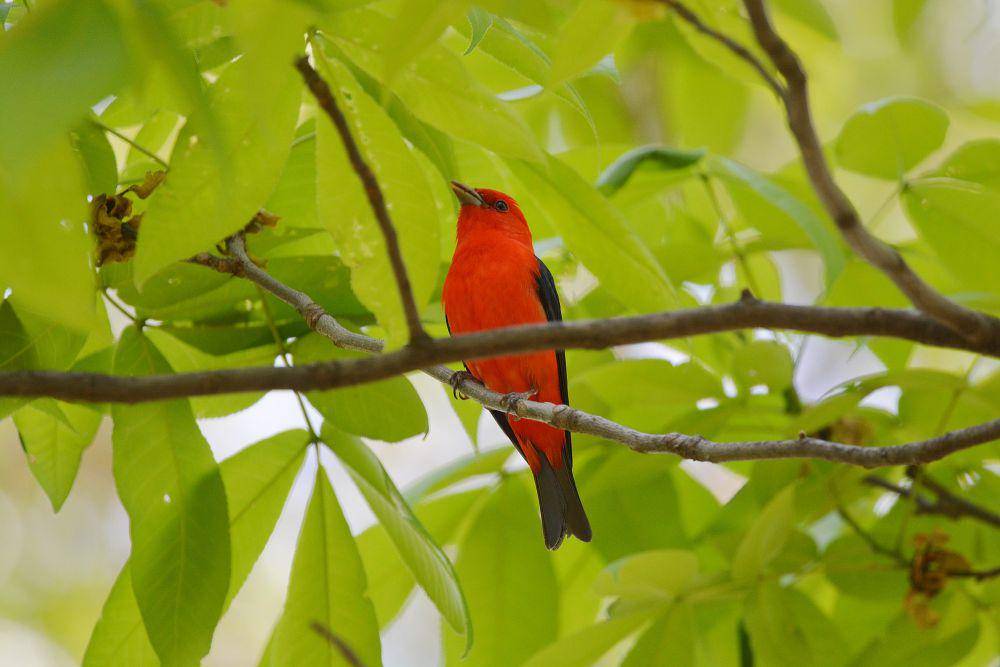 Scarlet tanager (commons.m.wikimedia.org/Andy Reago and Chrissy McClarren)