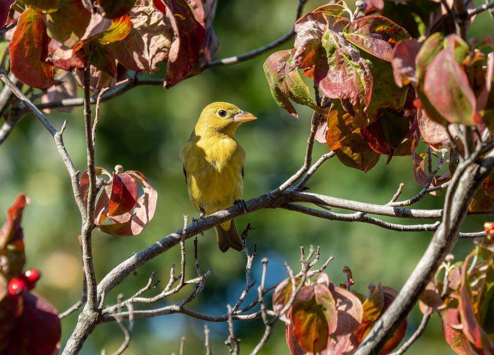 Scarlet tanager (commons.m.wikimedia.org/Rhododendrites)