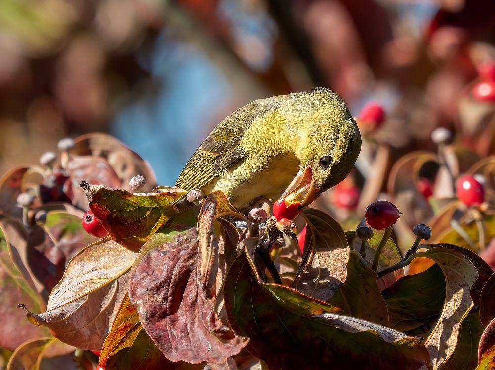 Scarlet tanager (commons.m.wikimedia.org/Rhododendrites)