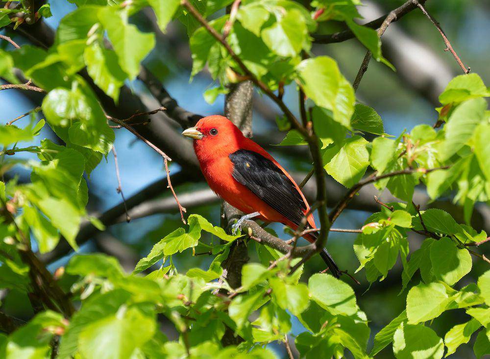 Scarlet tanager (commons.m.wikimedia.org/Rhododendrites)