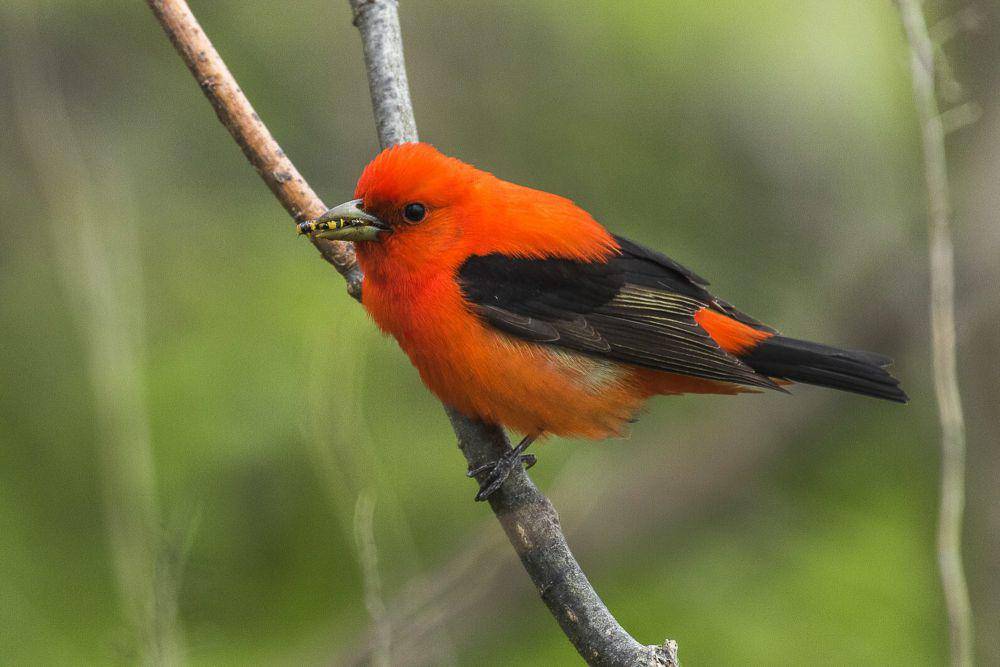 Scarlet tanager (commons.m.wikimedia.org/Francesco Veronesi)