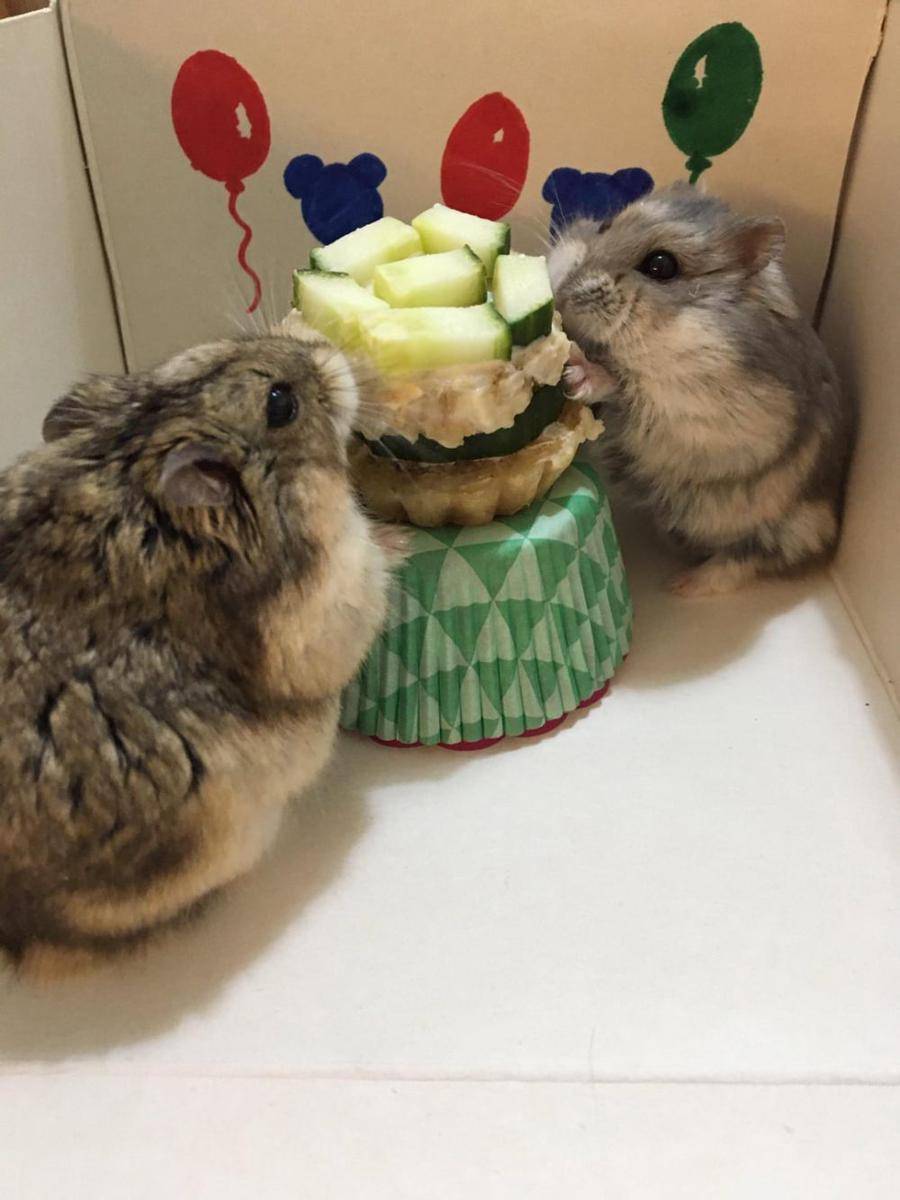 potret gemas hamster merayakan ulang tahun (reddit.com/user/krecekova)