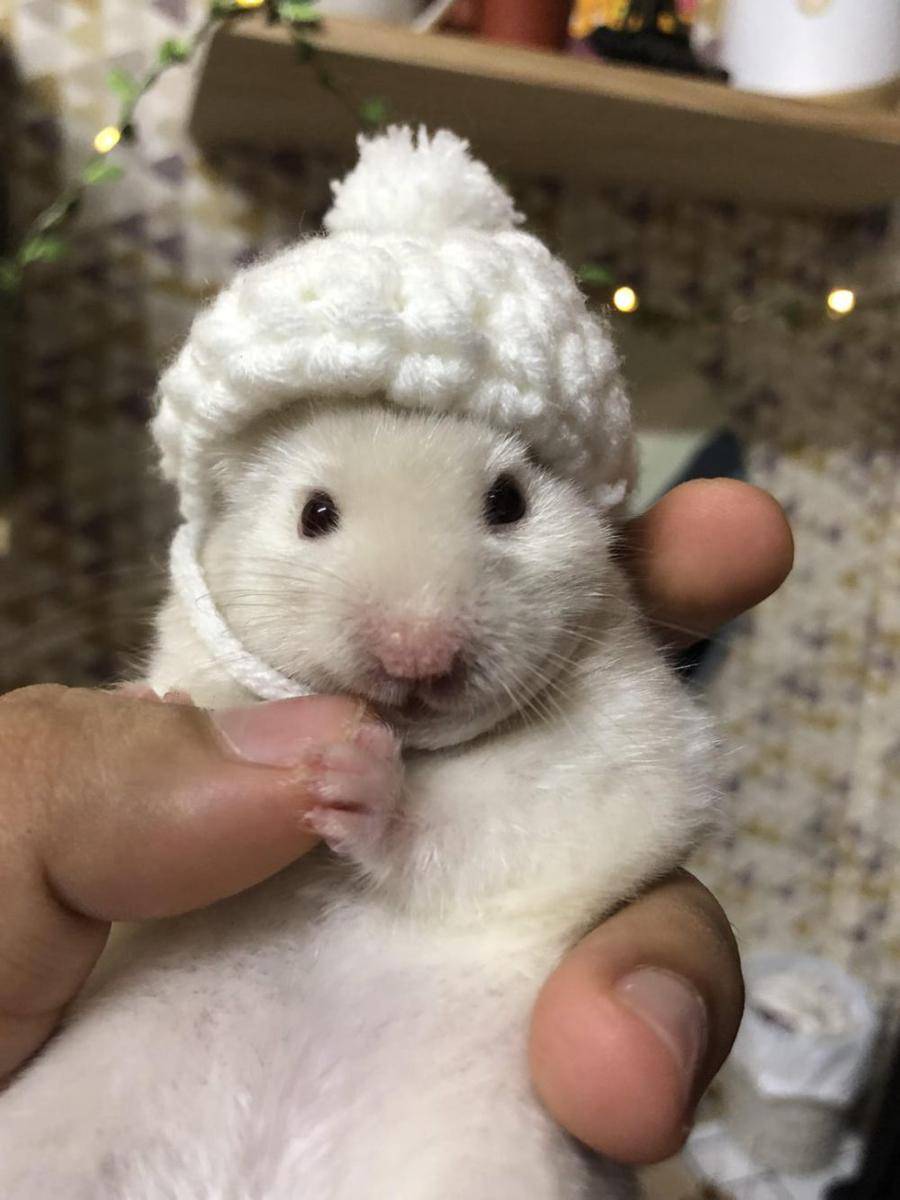 potret gemas hamster merayakan ulang tahun (reddit.com/user/zieeeha)