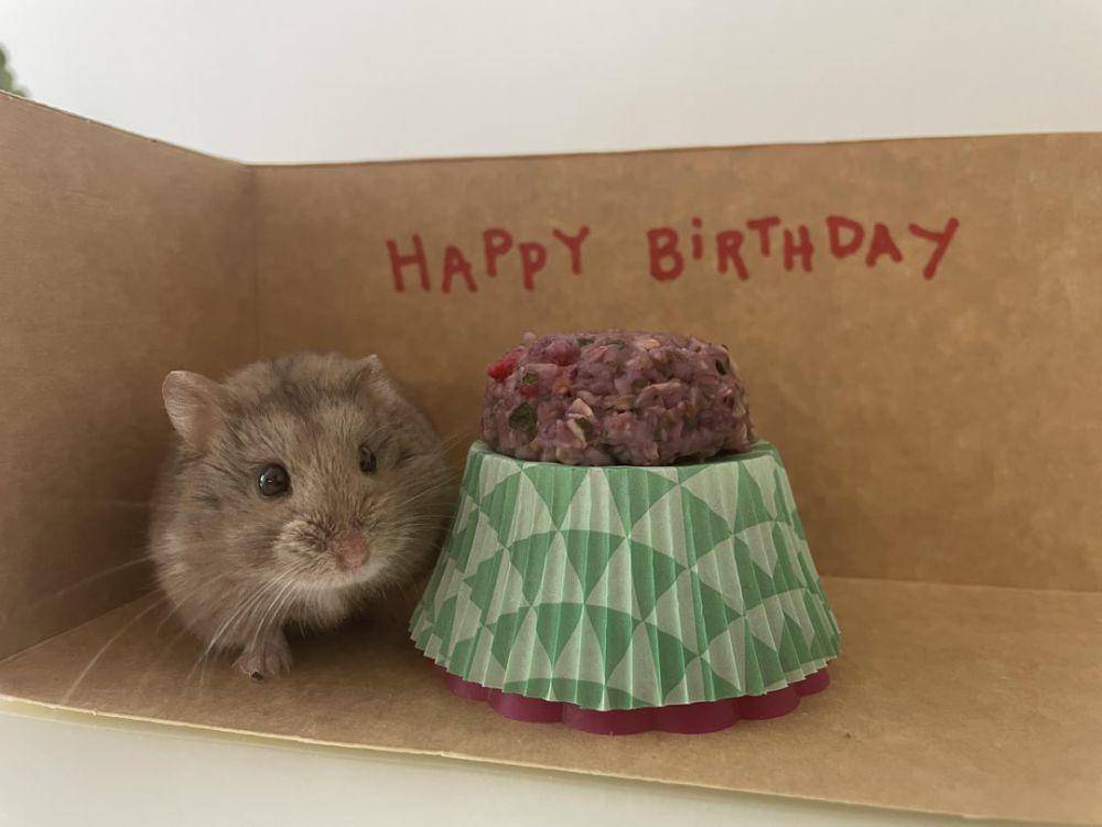 potret gemas hamster merayakan ulang tahun (reddit.com/user/krecekova)