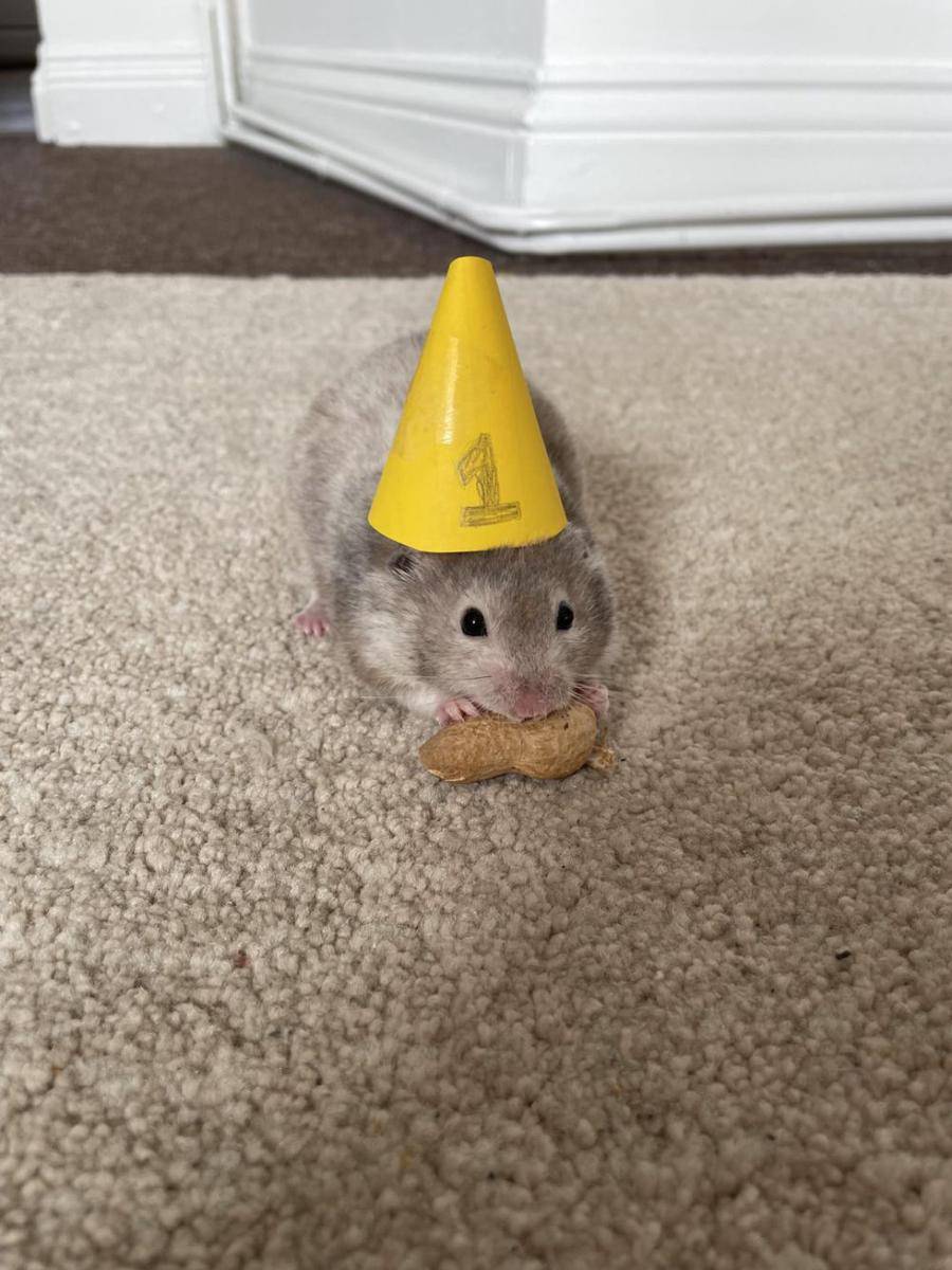 potret gemas hamster merayakan ulang tahun (reddit.com/user/c4ndyapples)