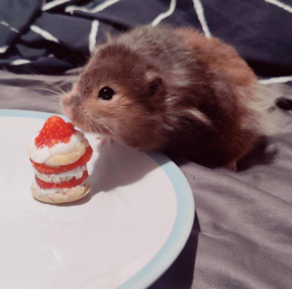 potret gemas hamster merayakan ulang tahun (reddit.com/user/Jeniusm)