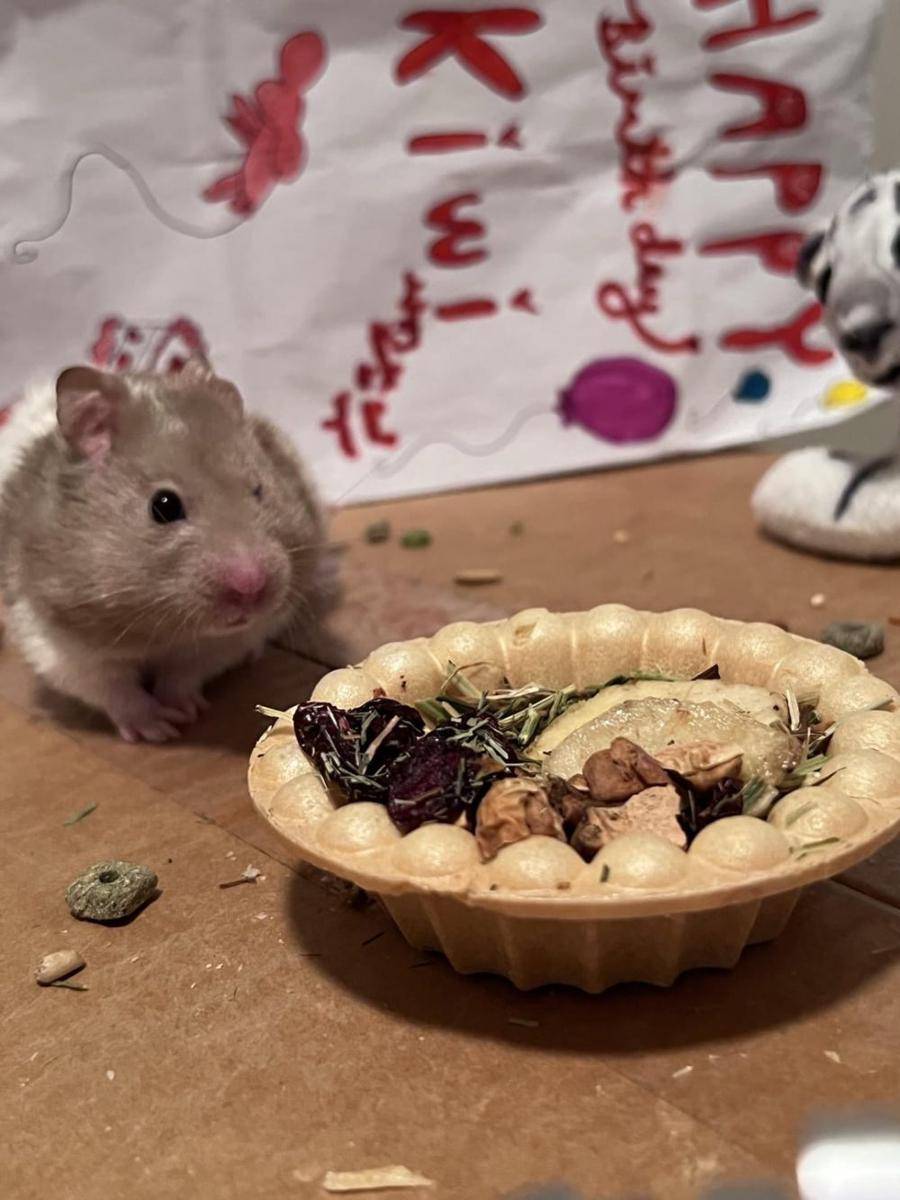 potret gemas hamster merayakan ulang tahun (reddit.com/user/Equivalent-Lab-7455)