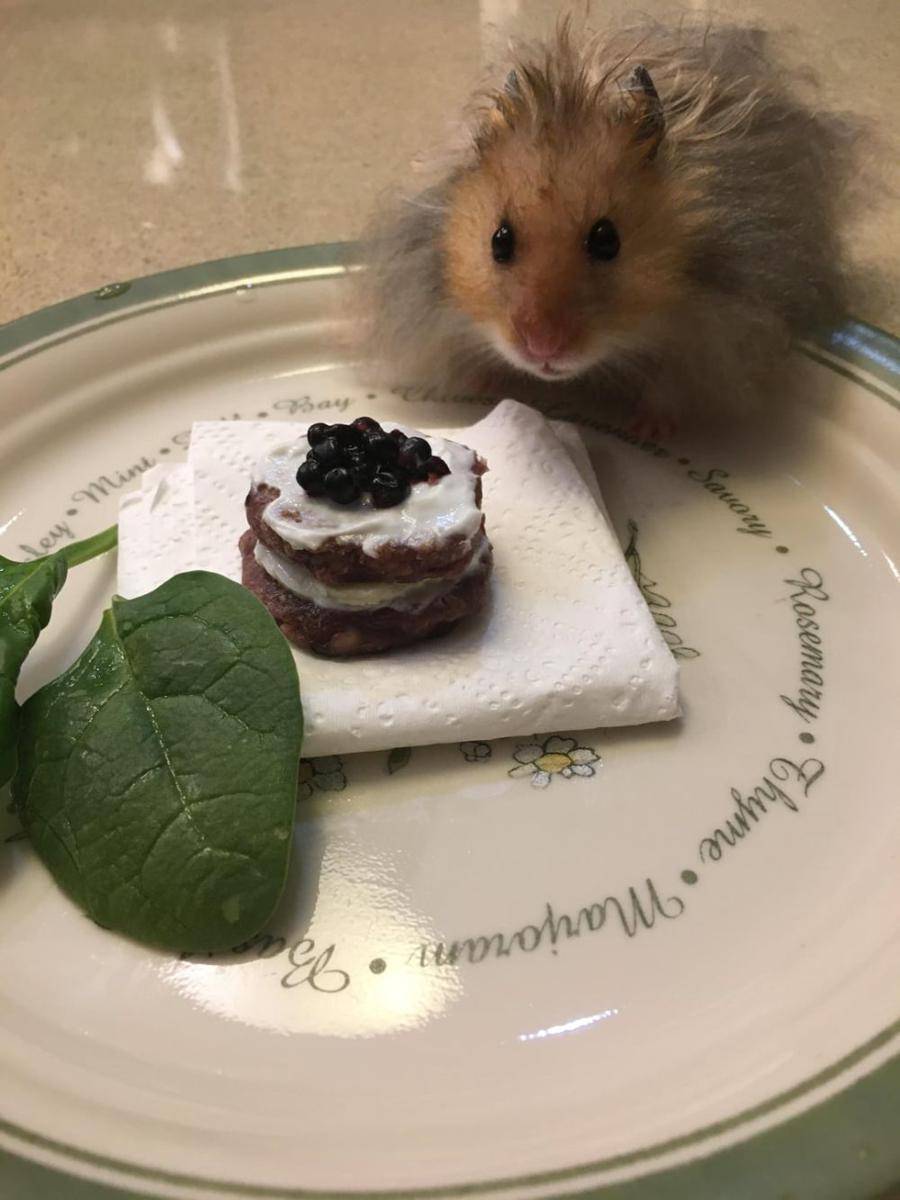 potret gemas hamster merayakan ulang tahun (reddit.com/user/momentaryphase)