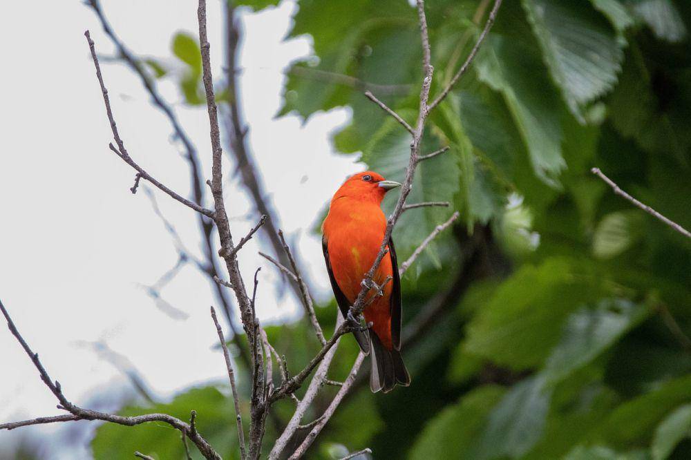 Scarlet tanager (pixabay.com/Vincent Simard)