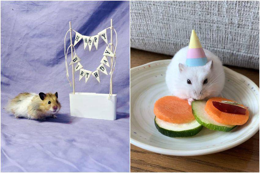kolase potret gemas hamster merayakan ulang tahun (reddit.com/user/kellyxcat | reddit.com/user/Minhea80)
