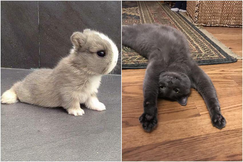 8 Potret Lucu Hewan Lagi Peregangan, Gemas Betul!
