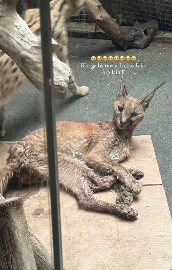 Rachel Vennya ungkap kondisi peliharaan Okin (instagram.com/rachelvennya)