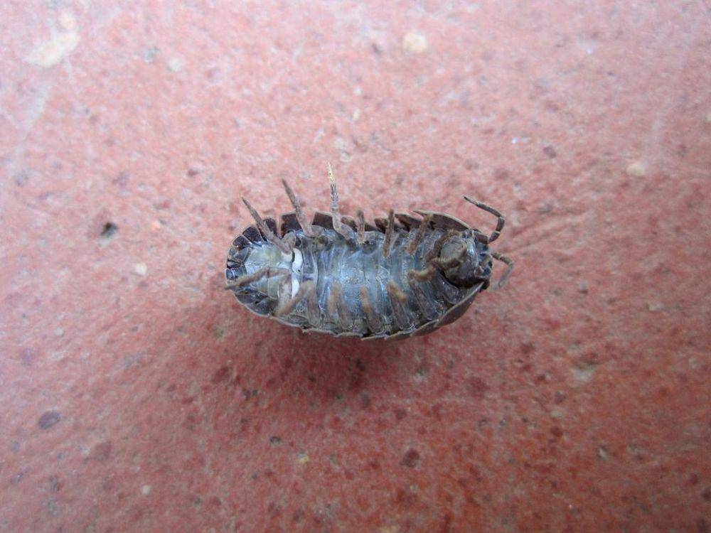 Kutu kayu (commons.wikimedia.org/Marco Vinci)