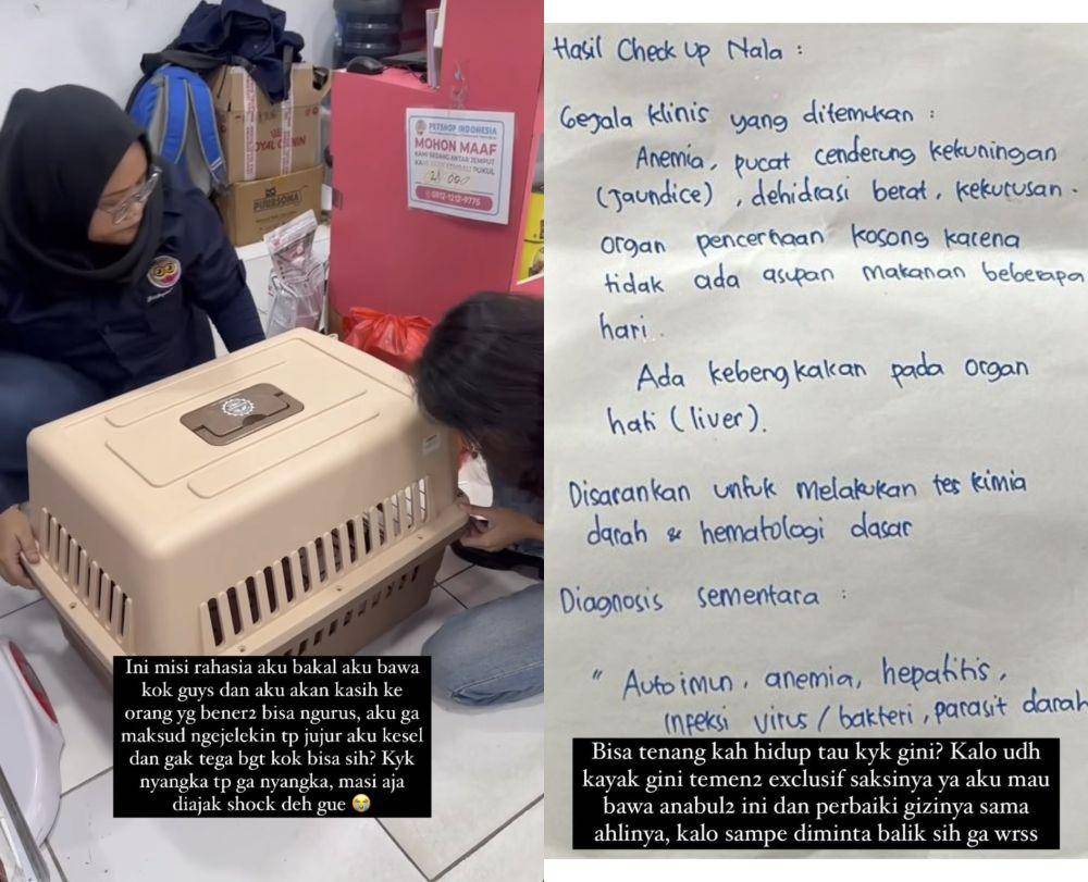 Rachel Vennya ungkap kondisi peliharaan Okin (instagram.com/rachelvennya)