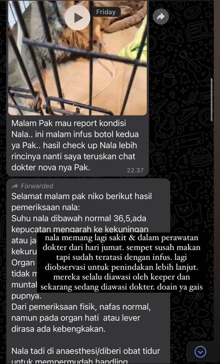 Rachel Vennya ungkap kondisi peliharaan Okin (instagram.com/okintph)