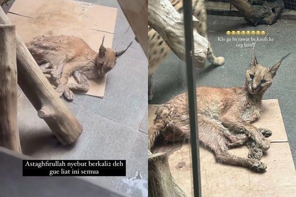 Kronologi Rachel Vennya Ungkap Kondisi Prihatin Peliharaan Okin