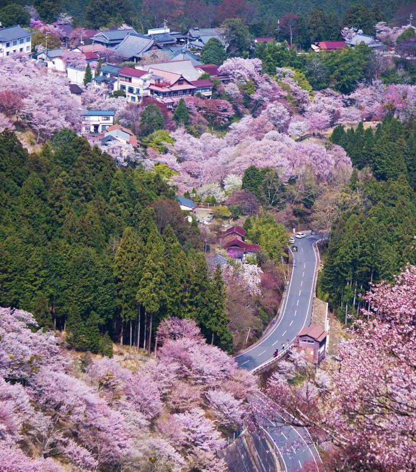 9 Potret Nara, Desa di Jepang dengan 30.000 Bunga Sakura Bermekaran