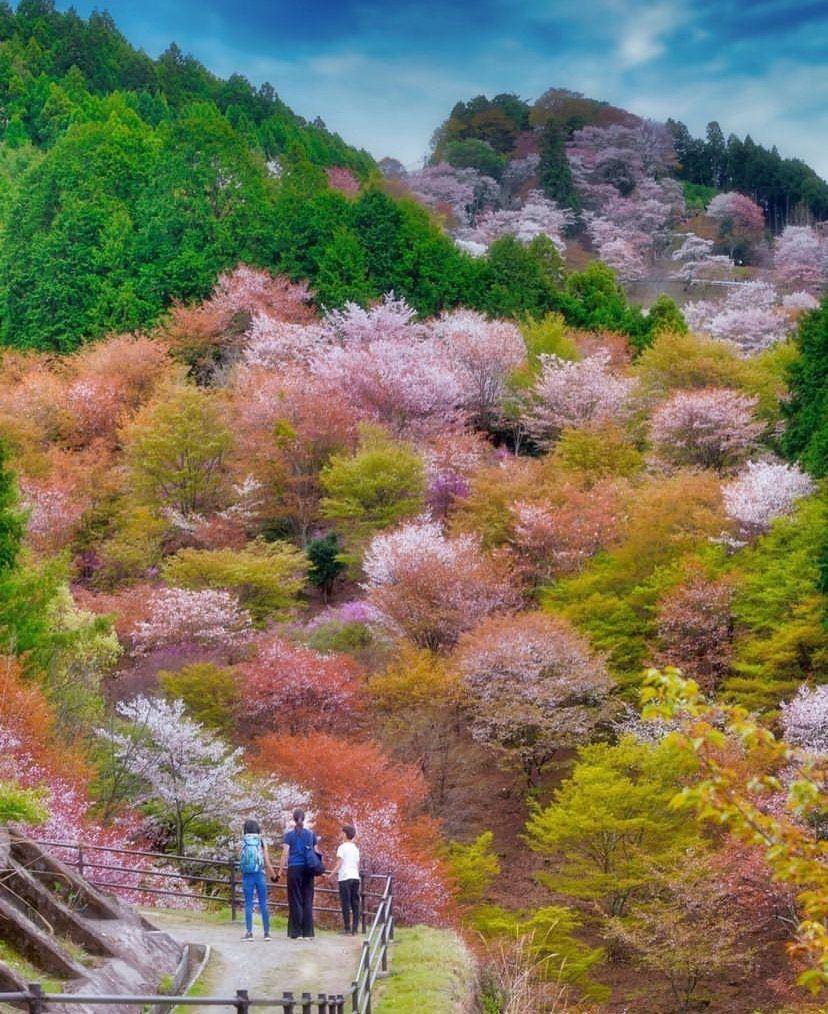 potret bunga sakura di Nara (instagram.com/travelwithmikeanna)