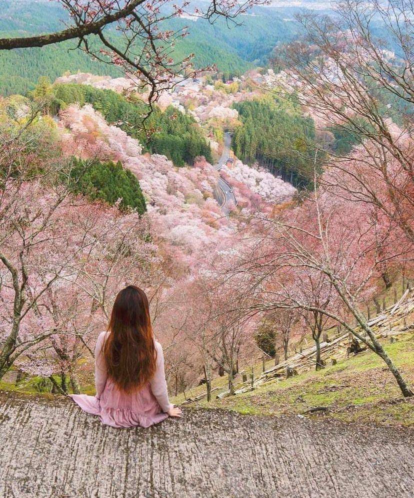 potret pengunjung menikmati bunga sakuran di Nara, Jepang (instagram.com/photography_in_japan)