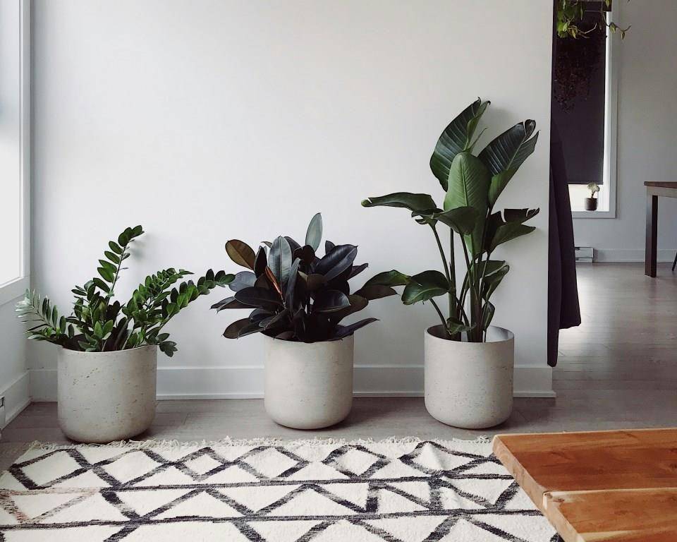 ilustrasi pot tanaman indoor bergaya minimalis (unsplash.com/Lakeisha Bennett)