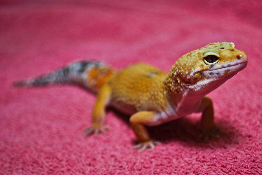 Leopard gecko (commons.wikimedia.org/Animal Kingdom Pet Hospital)