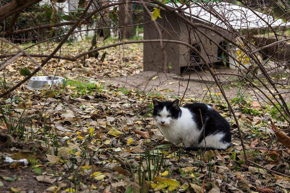 Kucing feral merupakan salah satu hewan invasif (commons.wikimedia.org/Alexey Komarov)