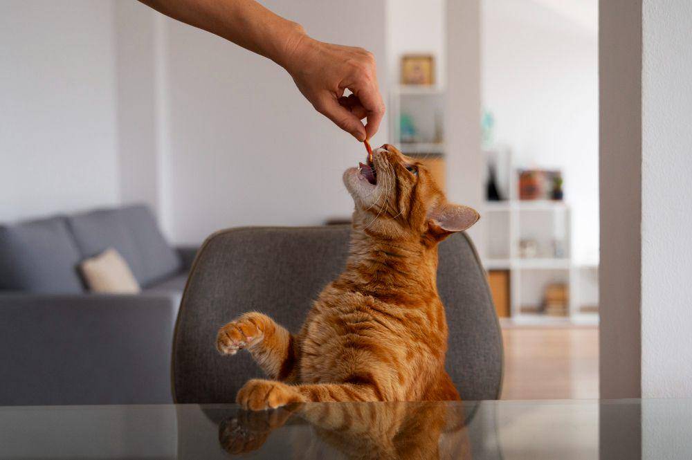 ilustrasi kucing (freepik.com/Freepik)