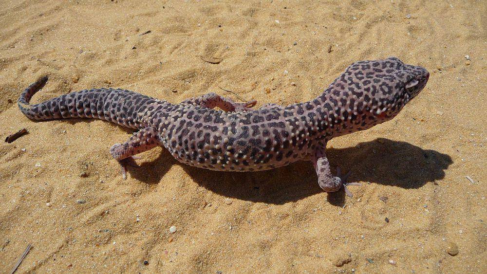 Leopard gecko (commons.wikimedia.org/George Chernilevsky)