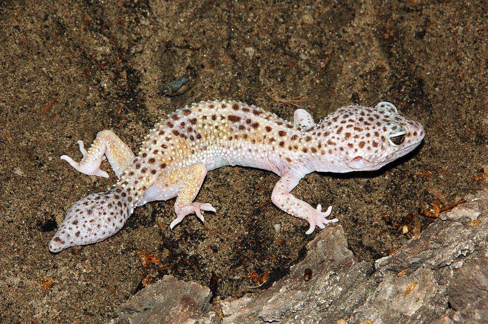 Leopard gecko dengan ekor yang sedang tumbuh (commons.wikimedia.org/Fritz Geller-Grimm)