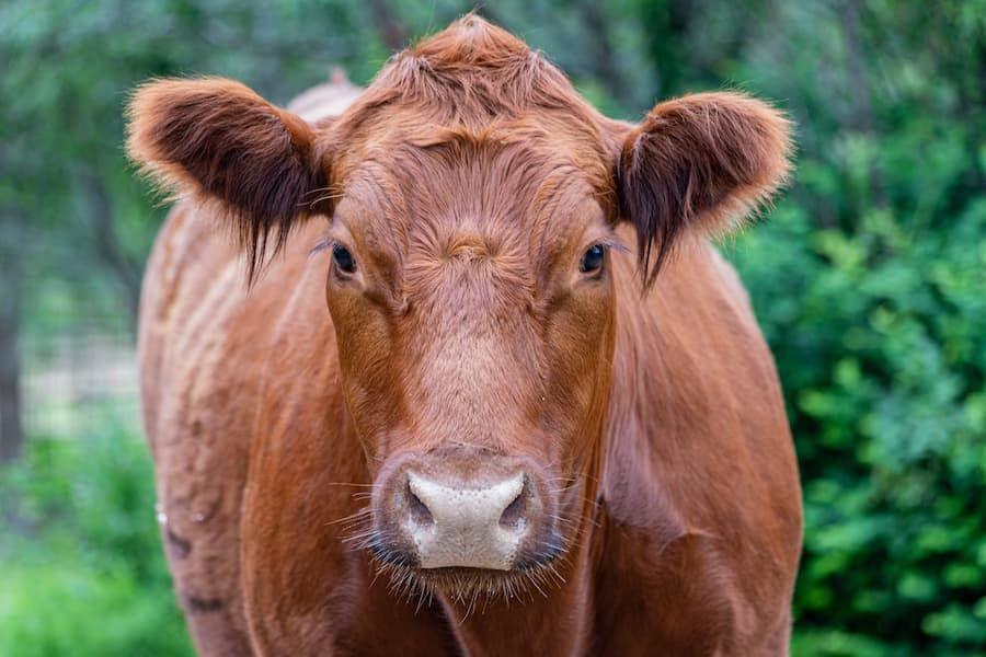Fakta Sapi Merah dan Kenapa Dikaitkan dengan Kiamat?