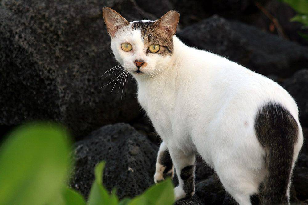 Kucing feral (commons.wikimedia.org/Brocken Inaglory)